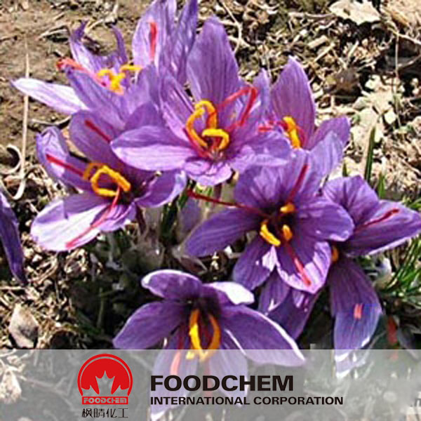 Saffron Extract - Crocin suppliers
