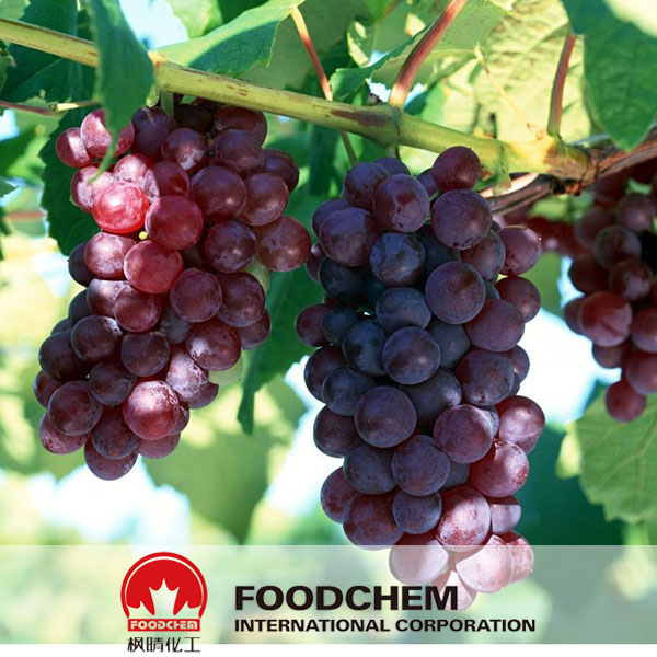 Extrato de semente de uva, 95% de proantocianidinas SUPPLIERS