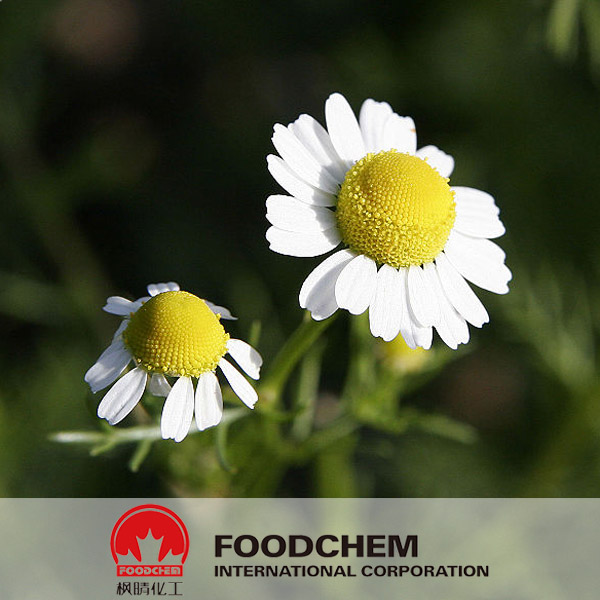 Extrait de Chamomile SUPPLIERS